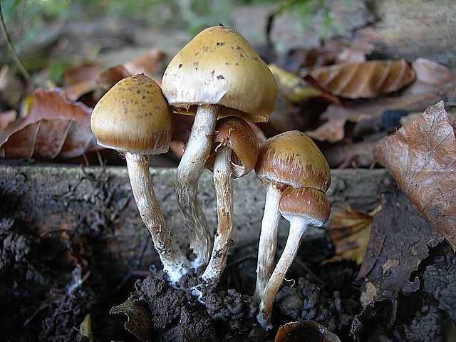 Galerina stylifera   (G.F. Atk.) A.H. Sm. & Singer